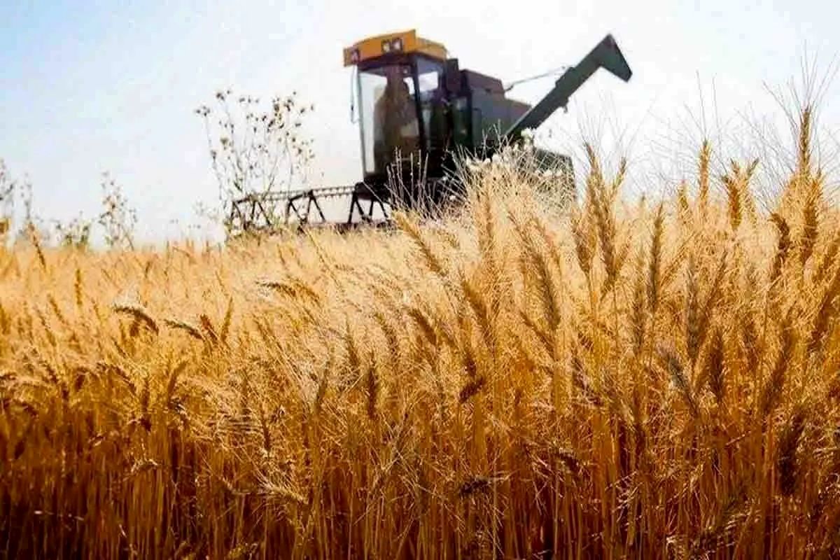 پرداخت ۲۰۶۳ میلیارد تومان از مطالبات گندمکاران همدانی